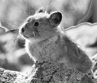 A whole peck of prognosticated Pika trouble vanishes with a new study