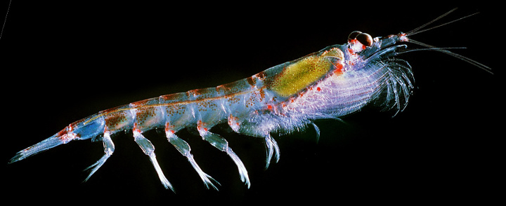 Bye bye Plastics Scare: Krill can Digest Plastic